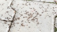 The Home Maintenance Mistake That Is Inviting More Pests Into Your Yard & Home