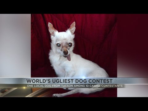 Tucson's Nezumi competes in World’s Ugliest Dog Contest