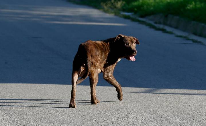 Trágica muerte de una hispana en San Bernardino por ataque de perros