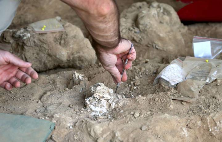 1.8M-Year-Old Jawbone Discovered at Site Smaller Than 2 Parking Spaces
