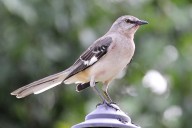 One Tech Tip: Ditch the chatbots and take your AI nature apps on a birdwatching hike