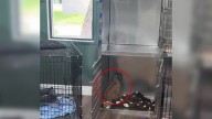 Devastated Dog In Florida Shelter Stares At The Wall For Hours After Giving Up Hope Of Being Adopted
