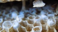 Lo persiguen con un dron: este es el insecto asiático que puede ser agresivo si se siente amenazado