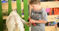Wyoming County Fair welcomes patrons back to Pike