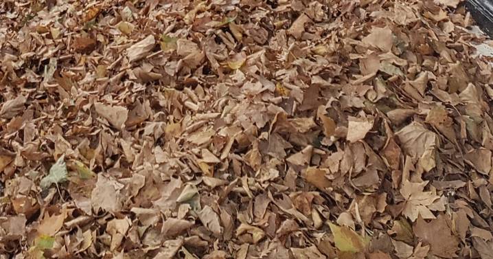 So THAT's Why Leaves Turned Brown So Early This Year