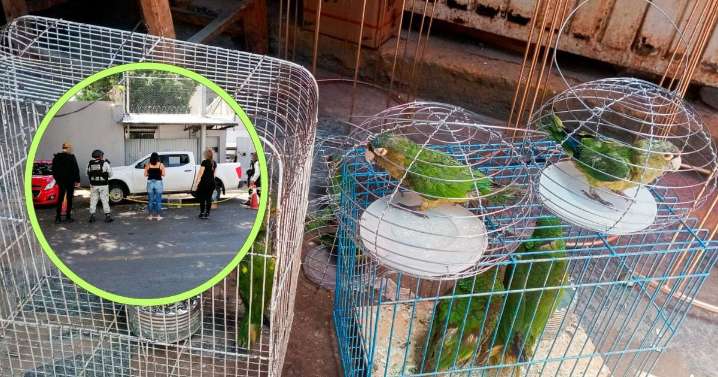 Golpe al tráfico, Profepa decomisa 40 loros en operativo al mercado San Juan
