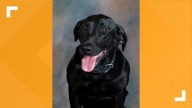 K-9 unit stationed in Longview pronounced dead due to liver issues