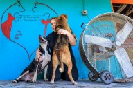 Mascotas abandonadas por migrantes deportados agravan crisis de refugios animales en EEUU