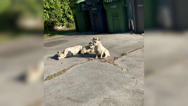 Three Tiny Dogs In California Won’t Leave Each Other As They Hope For Help