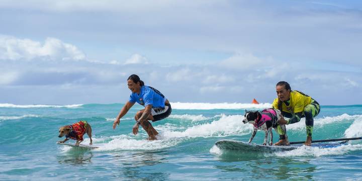 Pet surfing competition celebrates 10 years