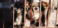Proponen creación de registro nacional de maltratadores de animales para impedirles tener mascota o adoptar