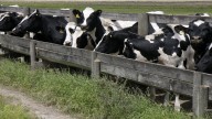 Woman says raw milk sickened her toddler and led to loss of unborn baby, sues Florida dairy farm