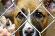 Fiscalía sancionará el maltrato animal con penas de cárcel de 6 años