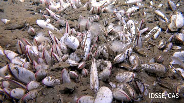 Submersible finds creatures thriving 31,000 feet under sea