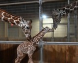 Mercer County animal park holding naming contest for baby giraffe