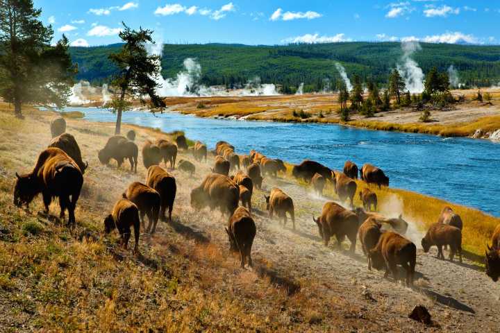 "He Got What He Deserved": Yellowstone Visitors Enjoy Satisfying Moment Tourist Is Handcuffed For Bison Incident