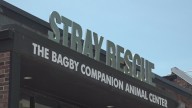 Stray Rescue says it's so full it can't take in rescue dogs, here's how you can help