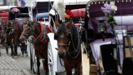 Central Park Conservancy calls for horse