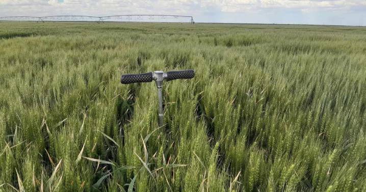 Crece el trigo en Patagonia Norte: ensayos arrojaron hasta 9.000 kilos por hectárea