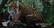 Un refugio para Prince: la historia del rescate de un jaguar que no podrá regresar a la selva en Perú