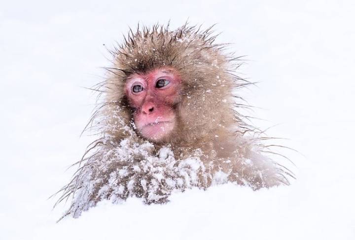 Los primates evolucionaron primero en climas fríos, no tropicales