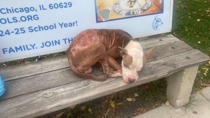 Dog In Illinois Stood Waiting For His Owner Who Never Came Back, Until Something Wonderful Happened