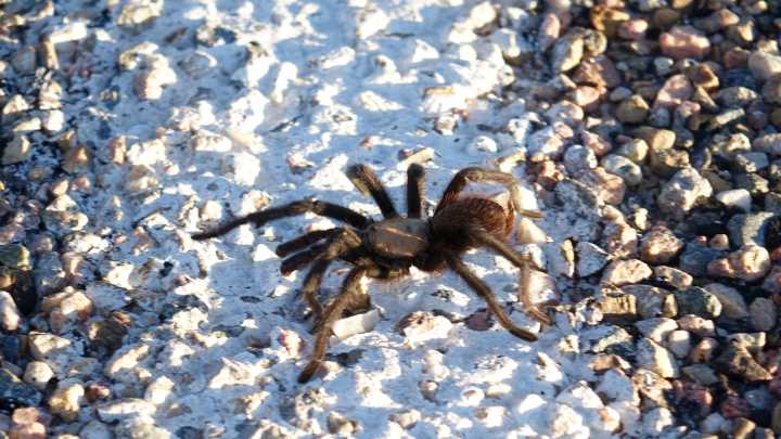 'Hordes' of tarantulas to emerge in California soon…