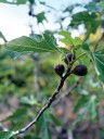 Ashlie Miller: Hot lattes and sweet figs