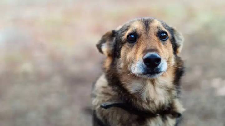 Crueldad extrema ha generado indignación y dolor en la comunidad, abuso sexual y asesinato de una perrita embarazada