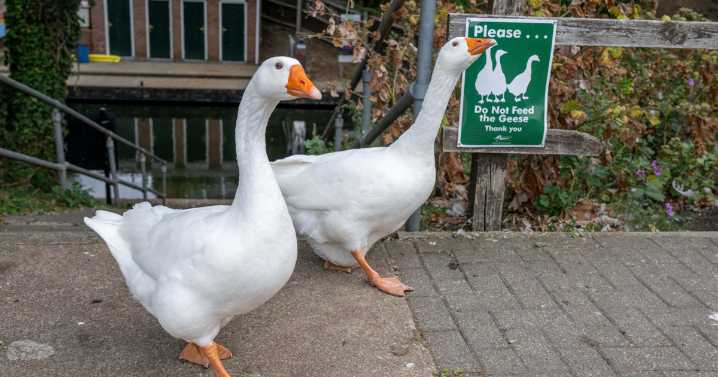 Gaggle of geese take over town, become local celebrities