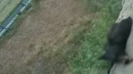 Atropellan a oso en la carretera Panamericana rumbo a Ciudad Juárez