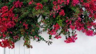 La planta trepadora de flores espectaculares que vas a querer tener en tu jardín