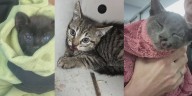 Kittens saved on Craven County bridge