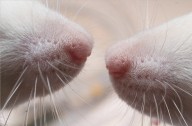 Aumentan los casos de tularemia en Navarra: 11 personas afectadas en 2025