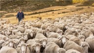 Un pastor trashumante salva del fuego a Valverde de la Sierra (León) con su rebaño