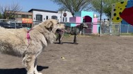 Edmonton officials review updated animal control bylaw
