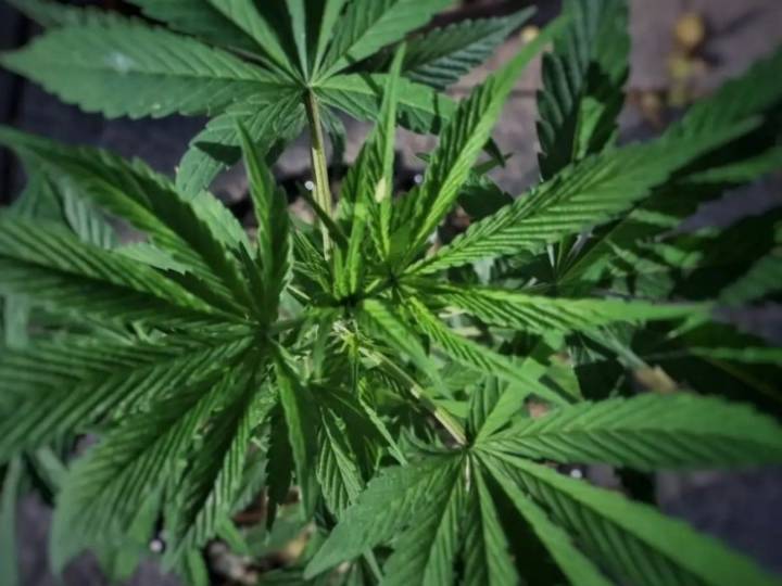 Protestan por apertura de área para libre consumo de mariguana en Plaza de la Concepción