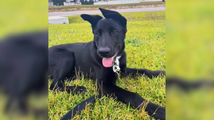 North Carolina Woman Brings Home a ‘Labrador’ Puppy, Then Notices Something Unusual