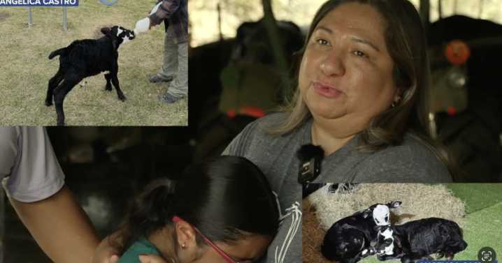 Cattle theft devastates Calvert family, highlighting a growing crime trend across Central Texas