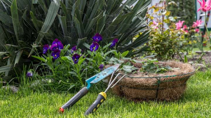La planta que podés sembrar en septiembre resistente y perfecta para alegrar tu jardín
