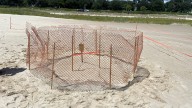 Volusia County warns dog owners after sea turtle nest disturbance