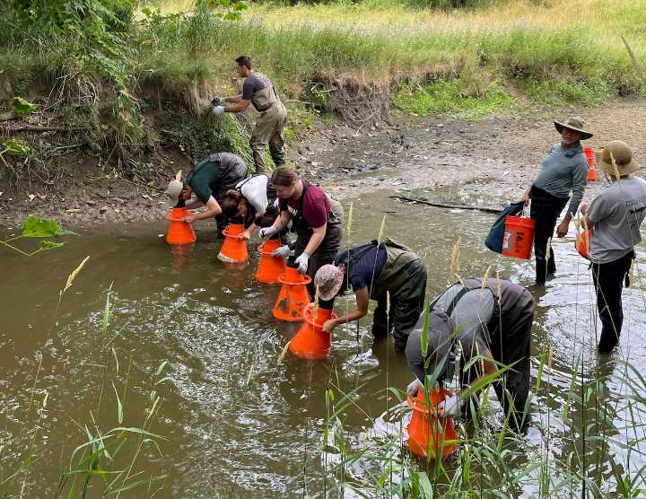 ‘Livers of the river’ found in Grand Rapids area polluted creek offer hope for recovery