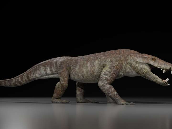 Descubren en la Patagonia una nueva especie de cocodrilo prehistórico: vivió hace 70 millones de años