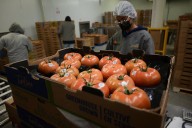 La tormenta sobre el tomate mexicano: un arancel del 17%, precios mínimos de exportación y señalamientos de ‘dumping’ de EE UU