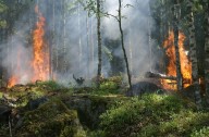 Alertan que la gran parte de los incendios forestales son generados intencionadamente