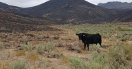 Lightning-sparked wildfire in Elko County stalls in growth, containment