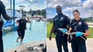 'Godzilla sighting' | Fulshear police remove gator from neighborhood pool