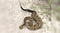 Hiker dies after being bitten by venomous snake
