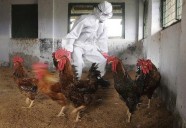 Argentina suspende parte de las exportaciones de productos aviares tras detectar un caso de gripe aviar