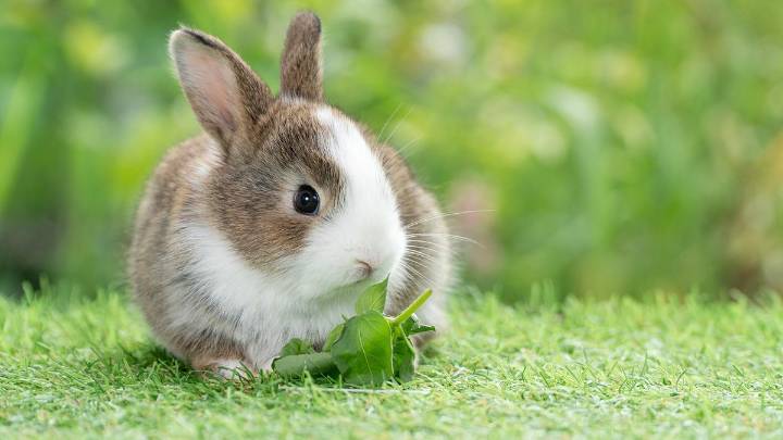 Hare vs. Rabbit Differences: Ears, Speed, and Social Behavior